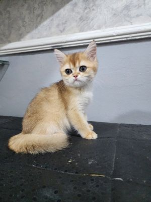 zalatoy strayt ikki oylik sog'lom qizalloq