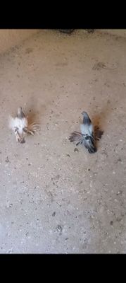 Kaptarla sotiladi giribuni