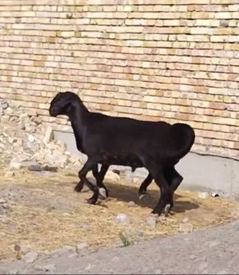 Zotga sotiladi 9ta urgochi 1 ta qochqor gisar