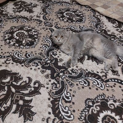 Вислоухий кот породистый