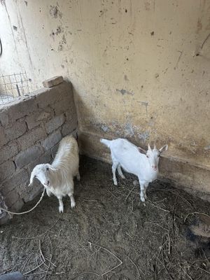 Коза занин и русская