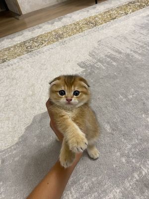 Котята шотландская (золотая шиншилла)