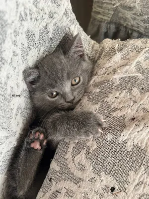 skotish strayt 2oyli soglom jinsi qiz manzil:qoqon