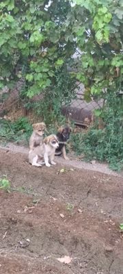 Щенят в добрые руки.звоночки.