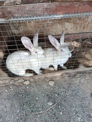 Куёнлар сотилади.