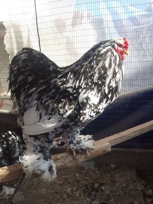 Породистые куры, цыплята и яйца