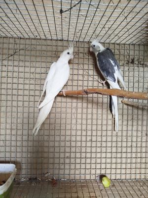 Продается две самки карелы