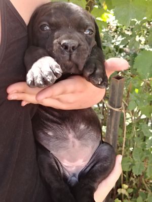 Продаётся щенок кане корсо