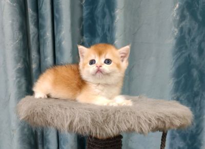 Продаётся чистокровное шотландская девочка скоттиш-страйт