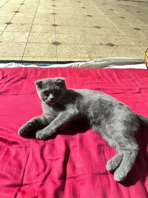 Котенок скотиш страйт