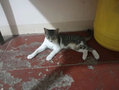oddiy uy mushugi qiz bola