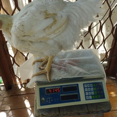 Продам броллерных кур
