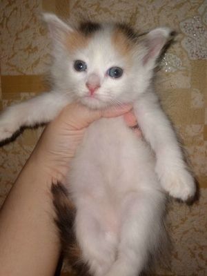Котёнок мушукча