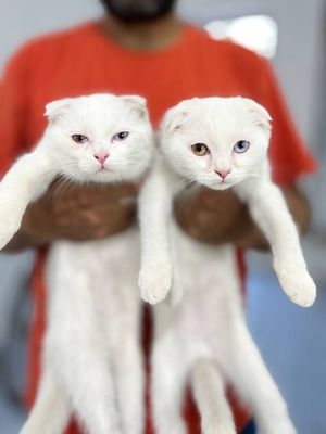 Мушуклар сотилади