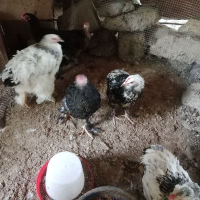 Brama horoz va tovuq va joja bor sotilad sirochna
