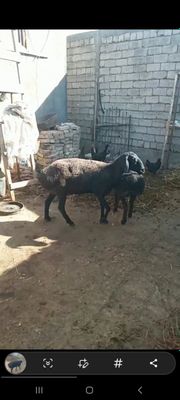 Куй она соглом иштаха яхши