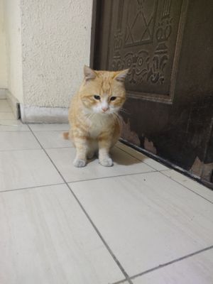 Parodali mushukk