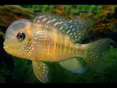 Geofagus Balzani