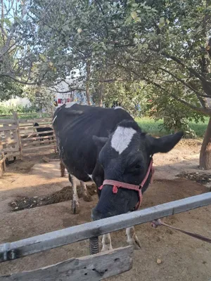 Чёрный пёстр сигир сотилади