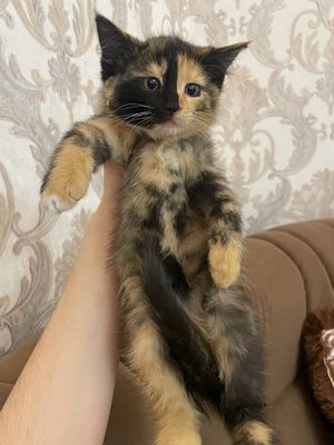 Продаются котята