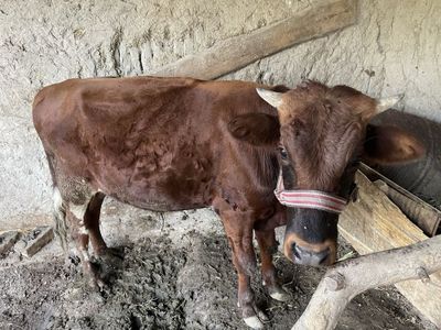 Buqqa sotiladi zoddor boqiladigan boqilgan kelishtirib beramiz