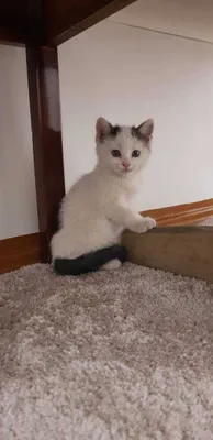 Mushuk sotiladi dastavka bor