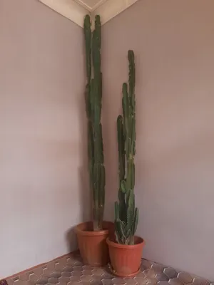 3.10 m afrekanskiy kaktus