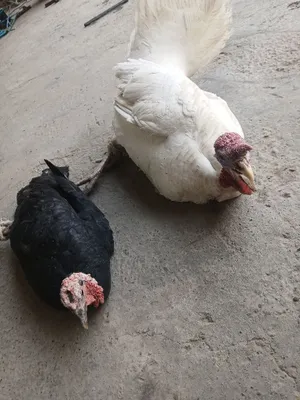 Сотилади индуклар