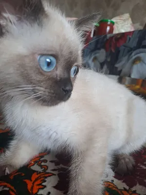 Малыш ищет заботливых и любящих хозяев