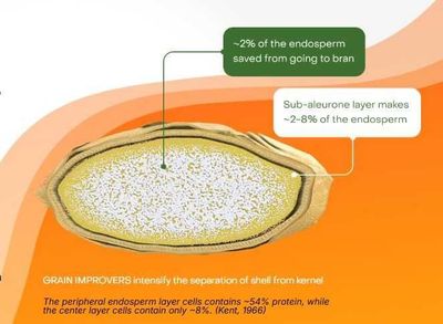 Улучшитель зерна Grain Improvers - EnzoWay