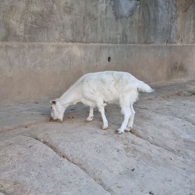 Echki zodga sotiladi