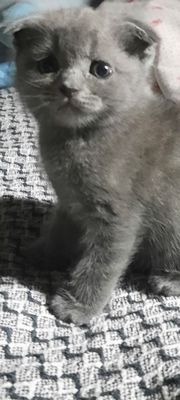 Котята чистокровные, вислоухие и страйт