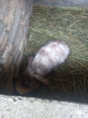 Quyon va tovuqlar sotiladi barisi soglom