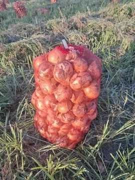 Пиез.долоб.йириг