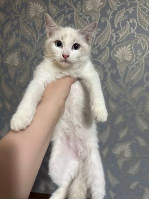 Продажа регдолы мальчики и девочки