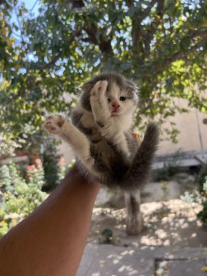 Кошка Скотиш фолд