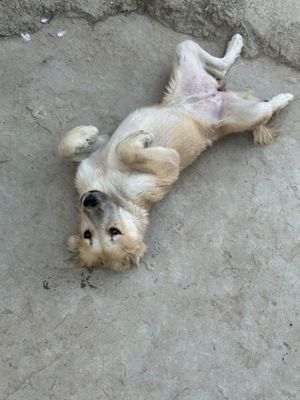 Отдам собаку породы алабай в хорошие руки