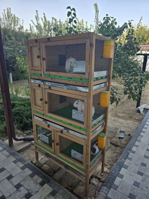 Quyonla ini bilan sotiladi