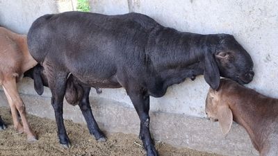 Qochqorlar sotiladi