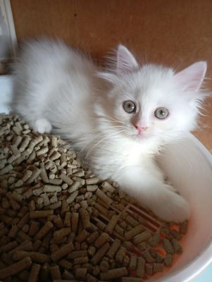 Белоснежный котёнок мальчик 2 мес.