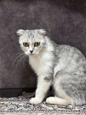 Mushuk