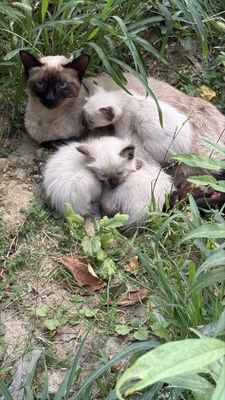 Cat siamese (siamski)