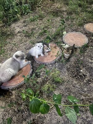 Шотландский веслаухие котята .