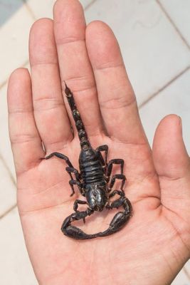 Чаён овлаш хизмати. Ловля скорпионов