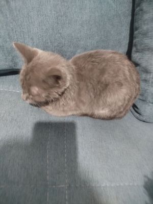 Кошка попадаю ка