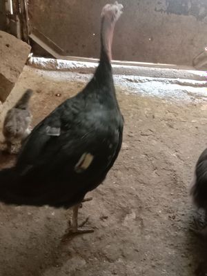 Продам индюшку кормили всем натуральном пшеницей кукурузой комбикормом