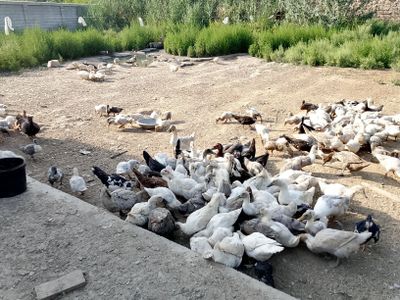 Голубой фаворит урдак жужалари.
