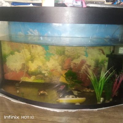 Akvarium sotiladi 140 litr ichidagi baliq va hamma akseauarlari bilan