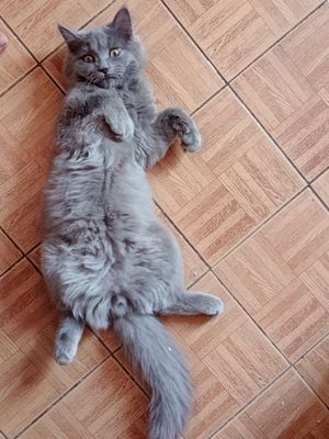 Продаётся кот скотиш страйт