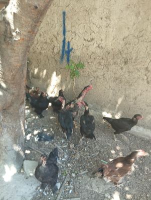 Bobo tovu hashaki tovula sotilinadi